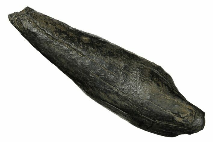 Fossil Sperm Whale (Scaldicetus) Tooth - South Carolina #176120